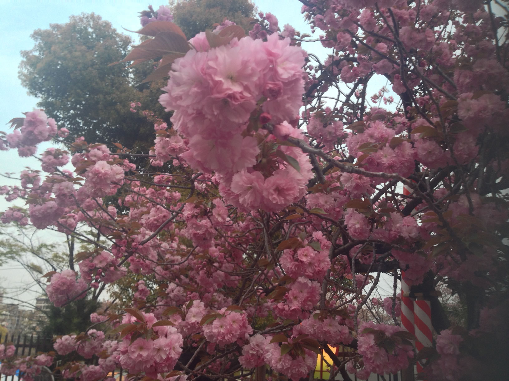 2014年の造幣局桜の通り抜け23 2014年の造幣局桜の通り抜け23